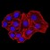 NS1 Primary Antibody MP31141 [M8E6E10]
