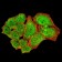 NS1 Primary Antibody MP31141 [M8E6E10]