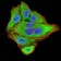 NEFM Primary Antibody MP31145 [M1B6B12]