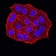 ESR1 Primary Antibody MP31154 [M6A6E8]