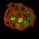 ESR1 Primary Antibody MP31154 [M6A6E8]