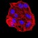 ESR1 Primary Antibody MP31155 [M6A6F3]