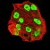 ESR1 Primary Antibody MP31155 [M6A6F3]