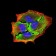APBA2 Primary Antibody MP31157 [M1C12A4]