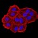 CBX7 Primary Antibody MP31161 [M3H9D7]
