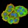 CBX7 Primary Antibody MP31161 [M3H9D7]