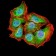 ATG2A Primary Antibody MP31167 [M4E6D4]