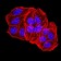 TFAP2A Primary Antibody MP31169 [M2H9B5]