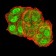 TFAP2A Primary Antibody MP31169 [M2H9B5]
