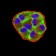 Phospho-4E-BP1 (Ser65) Primary Antibody MP31174 [M1E2E7]