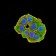 NAA10 Primary Antibody MP31176 [M3G3E9]