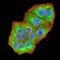 NAA10 Primary Antibody MP31177 [M3G3B9]