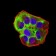 ROP1 Primary Antibody MP31183 [M3D4B2]
