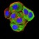 ROP1 Primary Antibody MP31183 [M3D4B2]