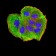 AEBP2 Primary Antibody MP31186 [M2D7B6]