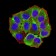 AEBP2 Primary Antibody MP31187 [M3E3C10]