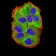 PRKAG3 Primary Antibody MP31188 [M2C7A7]