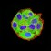 ADAR Primary Antibody MP31197 [M4E2E4]