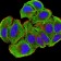 ATG3 Primary Antibody MP31199 [M7A1D1]