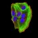 ATG3 Primary Antibody MP31200 [M2C10A12]
