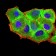 RUNX3 Primary Antibody MP31207 [M7E2B8]