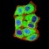 AXIN1 Primary Antibody MP31208 [M4E9F1]