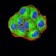 PCDH9 Primary Antibody MP31221 [M7G3A2]