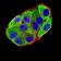 CHRNA6 Primary Antibody MP31226 [M5B6G8]
