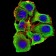 CHRNA3 Primary Antibody MP31232 [M6D3A10]