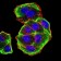 AURKA Primary Antibody MP31238 [M2D8A4]