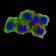 AURKA Primary Antibody MP31238 [M2D8A4]
