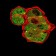 GRM7 Primary Antibody MP31241 [M7G8D3]