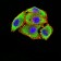 GRM5 Primary Antibody MP31259 [M1A11D10]