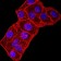 GRIK3 Primary Antibody MP31264 [M2B3D1]