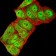 GRIK3 Primary Antibody MP31264 [M2B3D1]