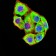 GRIK4 Primary Antibody MP31265 [M8H5G5]