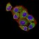 ATPIF1 Primary Antibody MP31272 [M1F3B8]