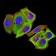 PRKAB2 Primary Antibody MP31276 [M8F5B2]
