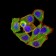 ANAPC1 Primary Antibody MP31280 [M7G9B3]