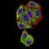 BCL2L2 Primary Antibody MP31283 [M4G12E6]