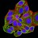 ALDOA Primary Antibody MP31288 [M2H2B1]