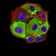 HTR3A Primary Antibody MP31293  [M3B11C10]