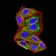 TNFSF11 Primary Antibody MP31304 [M8A7B9]