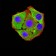 P2RY8 Primary Antibody MP31307 [M1G5A11]
