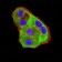 P2RY8 Primary Antibody MP31308 [M1G5A2]
