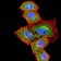 BCL6 Primary Antibody MP31318 [M2G1B6]