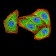 GRIN2B Primary Antibody MP31330 [M6E9A8]