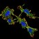 GRIN2B Primary Antibody MP31330 [M6E9A8]