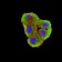 BTLA Primary Antibody MP31369 [M7B8B4]