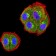 TIM3 Primary Antibody MP31374 [M7C8A7]